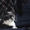 Catsy Petsy (Catsypetsy) profil fotoğrafı